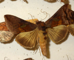 Autographa bractea