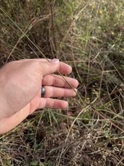 Paspalum monostachyum