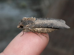 Peridroma saucia