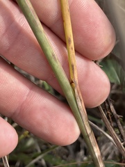 Paspalum monostachyum