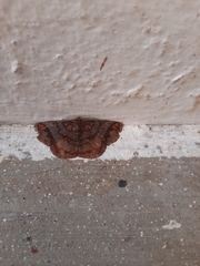 Thysanopyga abdominaria