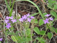 Glandularia dissecta