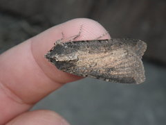 Peridroma saucia