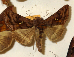 Autographa pulchrina