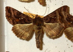 Autographa pulchrina