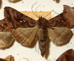 Autographa pulchrina