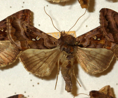 Autographa pulchrina