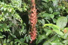 Heliconia vellerigera