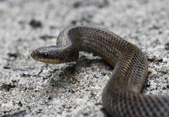 Stenorrhina degenhardtii