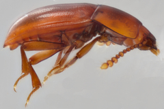 Catopocerus