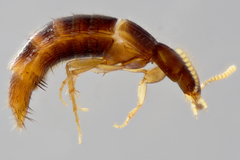 Ischnosoma suteri