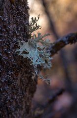 Ramalina sinensis