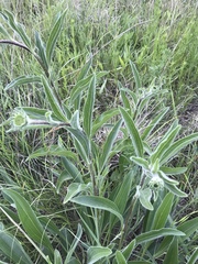 Echinacea angustifolia