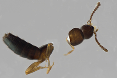 Ocyustiba