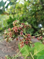 Anacardium