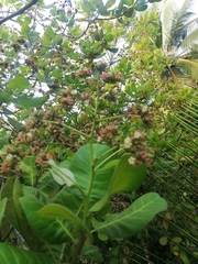 Anacardium