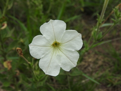 Petunia axillaris
