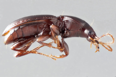 Gastrellarius unicarum