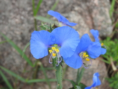 Commelina erecta