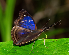 Doxocopa agathina agathina