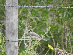 Sporophila caerulescens