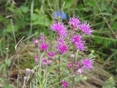 Vernonanthura nudiflora