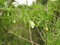 Abobra tenuifolia