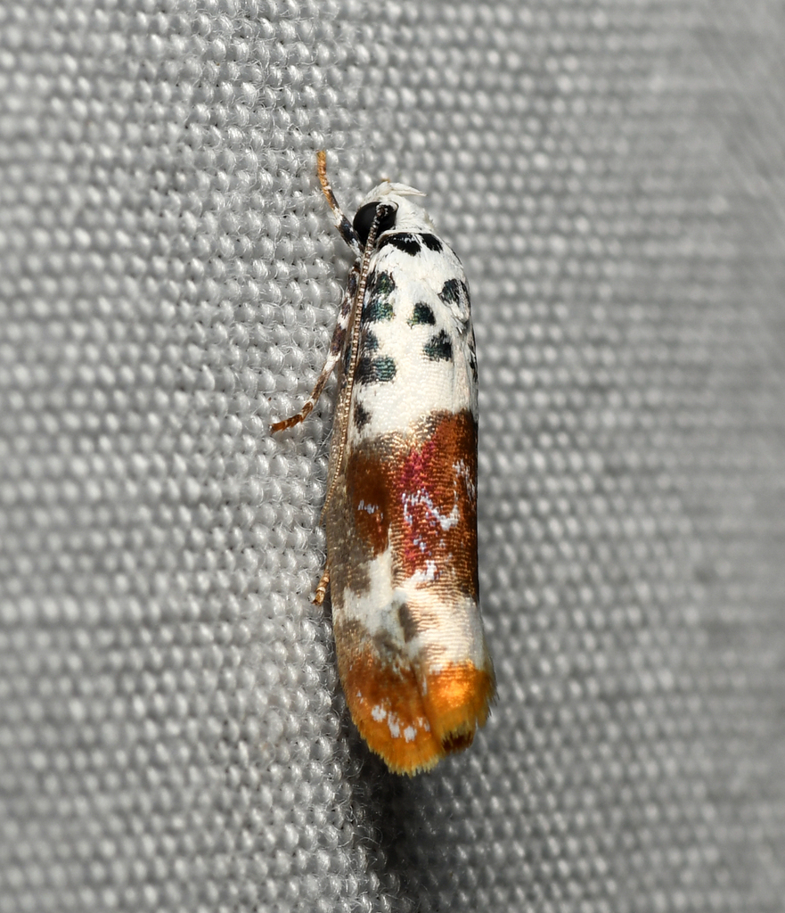 Ethmia exornata