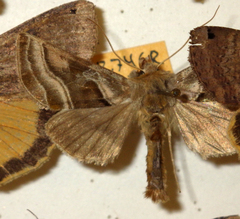 Euchalcia variabilis