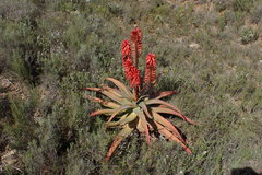 Aloe arborescens × ferox