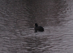 Fulica atra