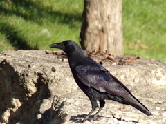 Corvus brachyrhynchos