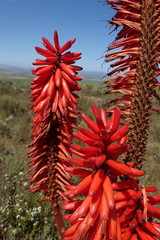 Aloe arborescens × ferox