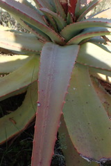 Aloe arborescens × ferox