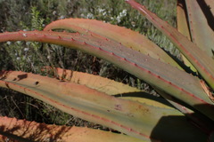 Aloe arborescens × ferox