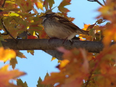 Zonotrichia albicollis