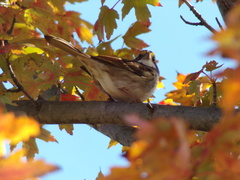Zonotrichia albicollis