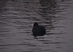 Fulica atra