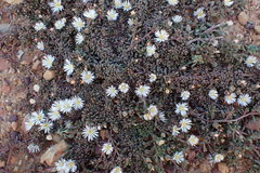 Mesembryanthemum paulum