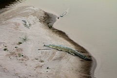 Gavialis gangeticus