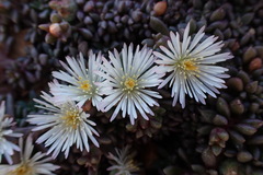 Mesembryanthemum paulum