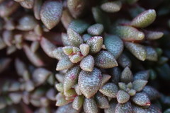 Mesembryanthemum paulum