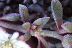 Mesembryanthemum paulum