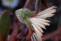 Mesembryanthemum paulum