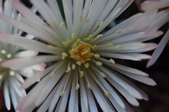 Mesembryanthemum paulum