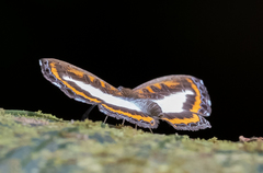 Nymphidium carmentis