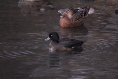 Aythya fuligula
