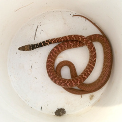 Masticophis flagellum piceus