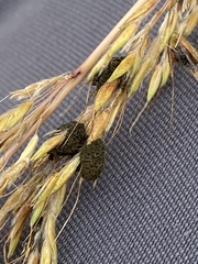 Epicoccum andropogonis