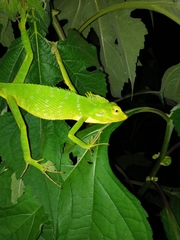 Bronchocela jubata
